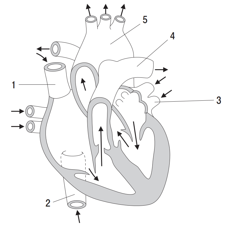 図は ヒトの心臓の断面と心臓に出入りする血管を示す 1 5のうち 肺動脈はどれか 1つ選べ なお 矢